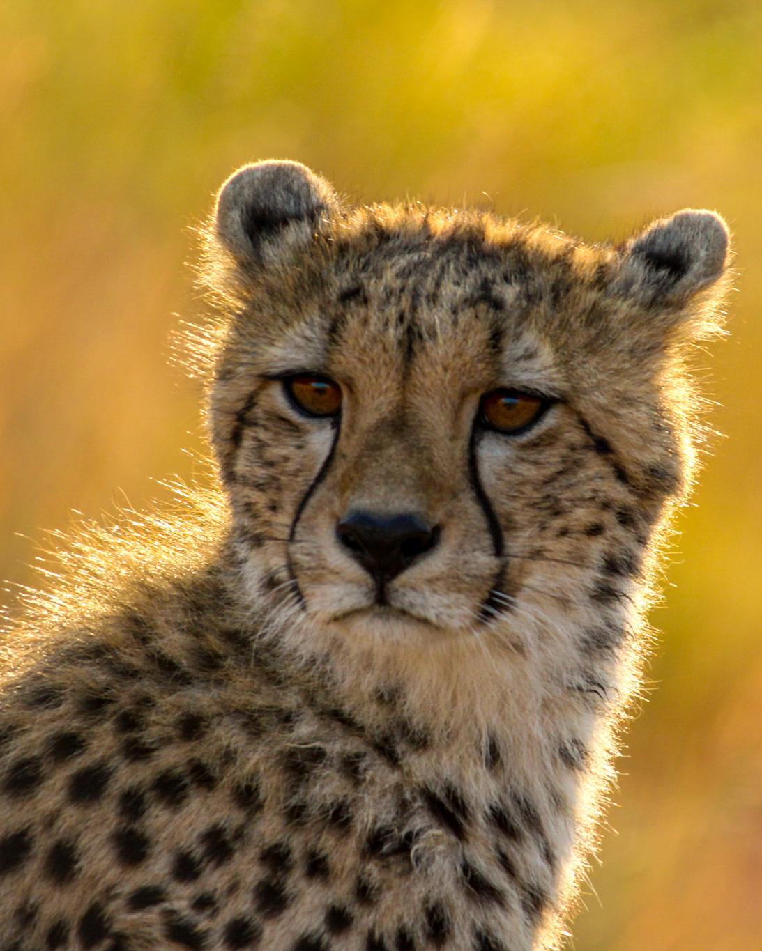 Wildlife photograph, Meerkat Photography