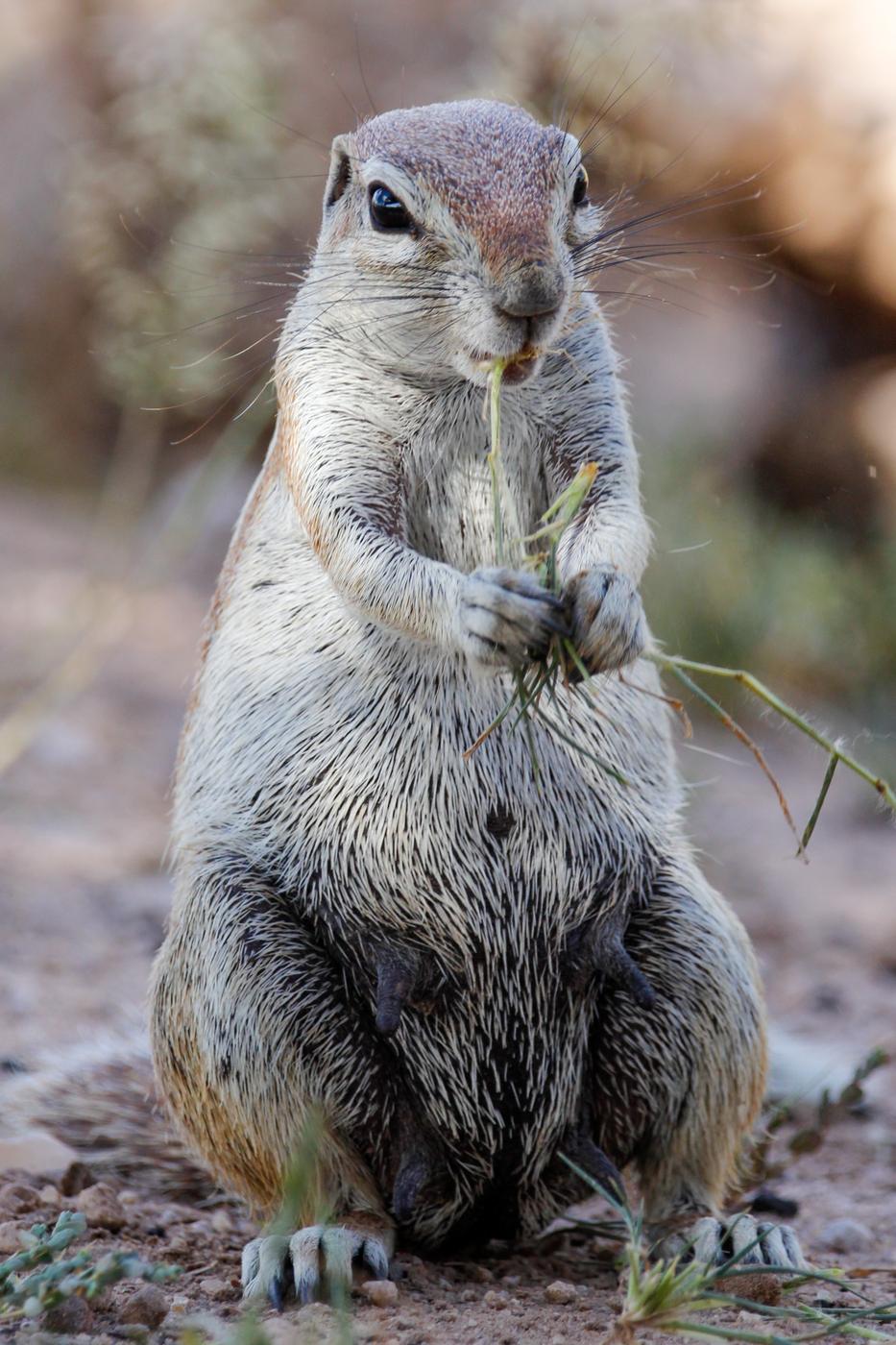 Wildlife photograph, Meerkat Photography