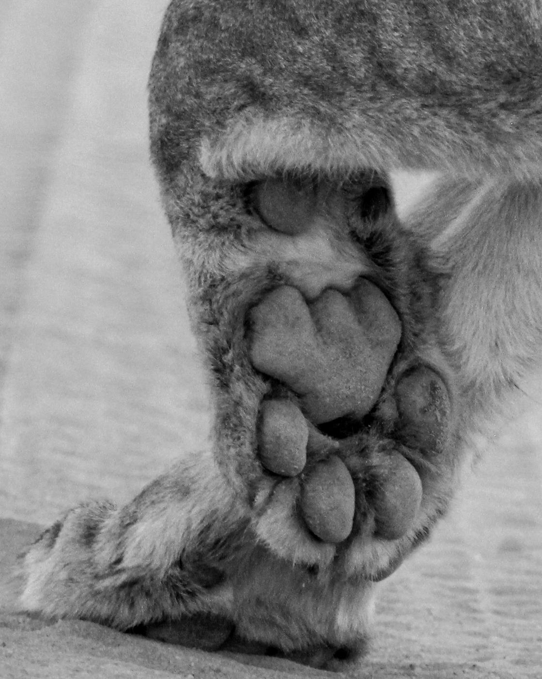 Wildlife photograph, Meerkat Photography