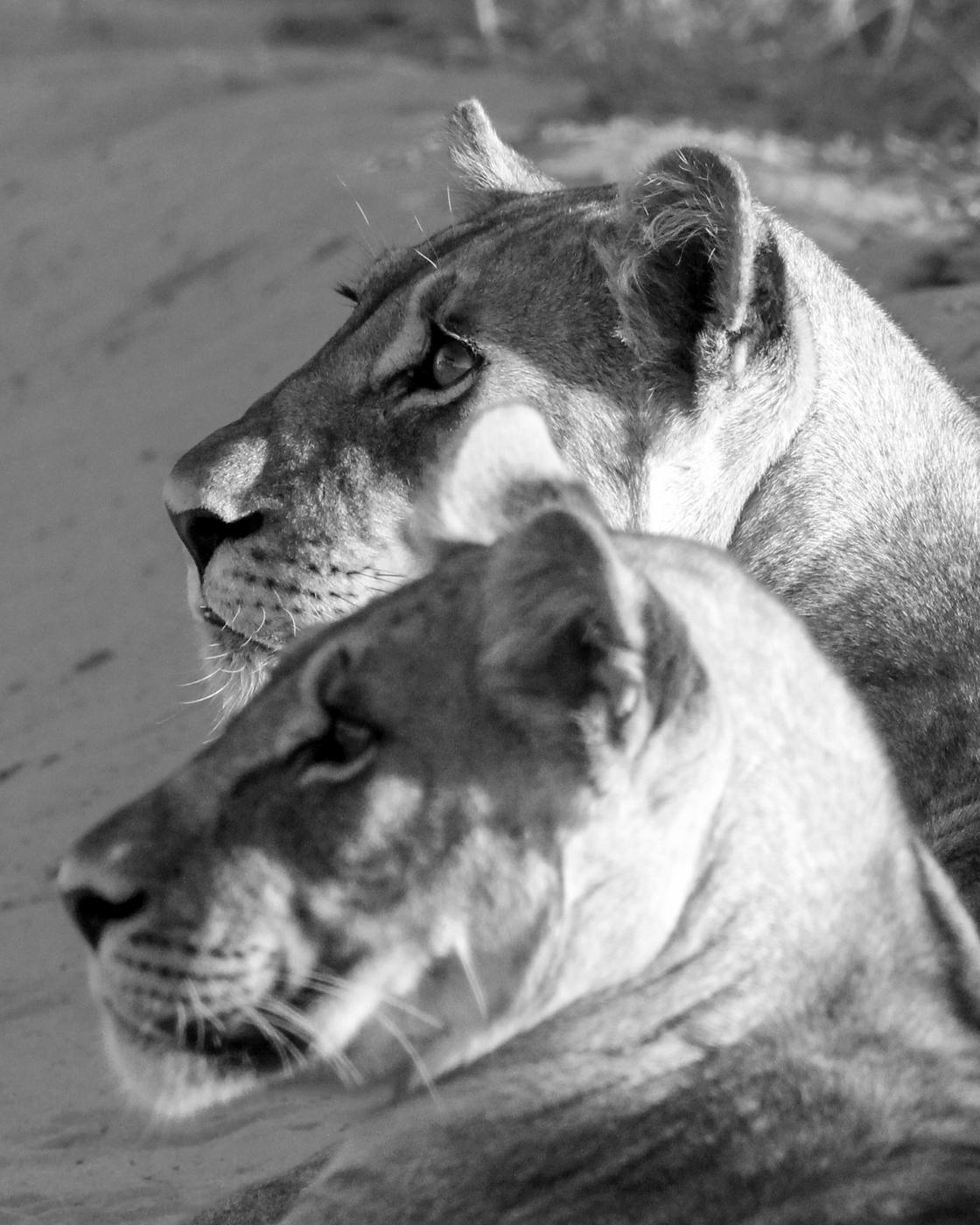 Wildlife photograph, Meerkat Photography