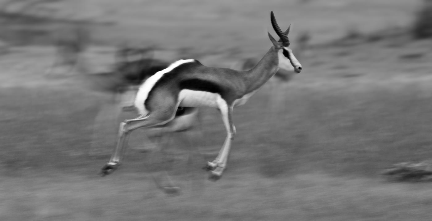Wildlife photograph, Meerkat Photography