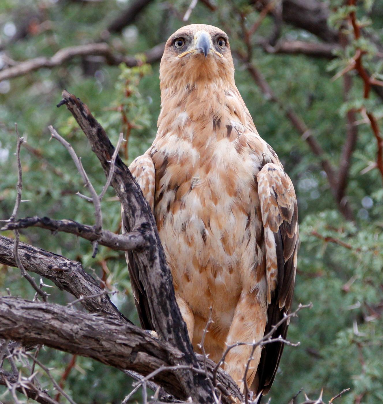 Wildlife photograph, Meerkat Photography