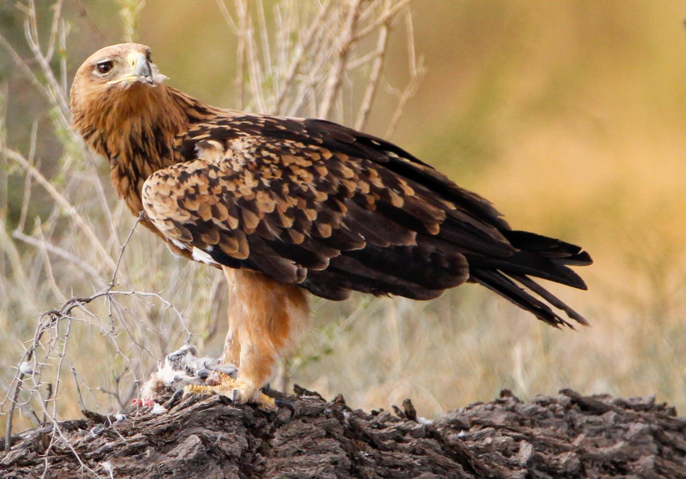Wildlife photograph, Meerkat Photography