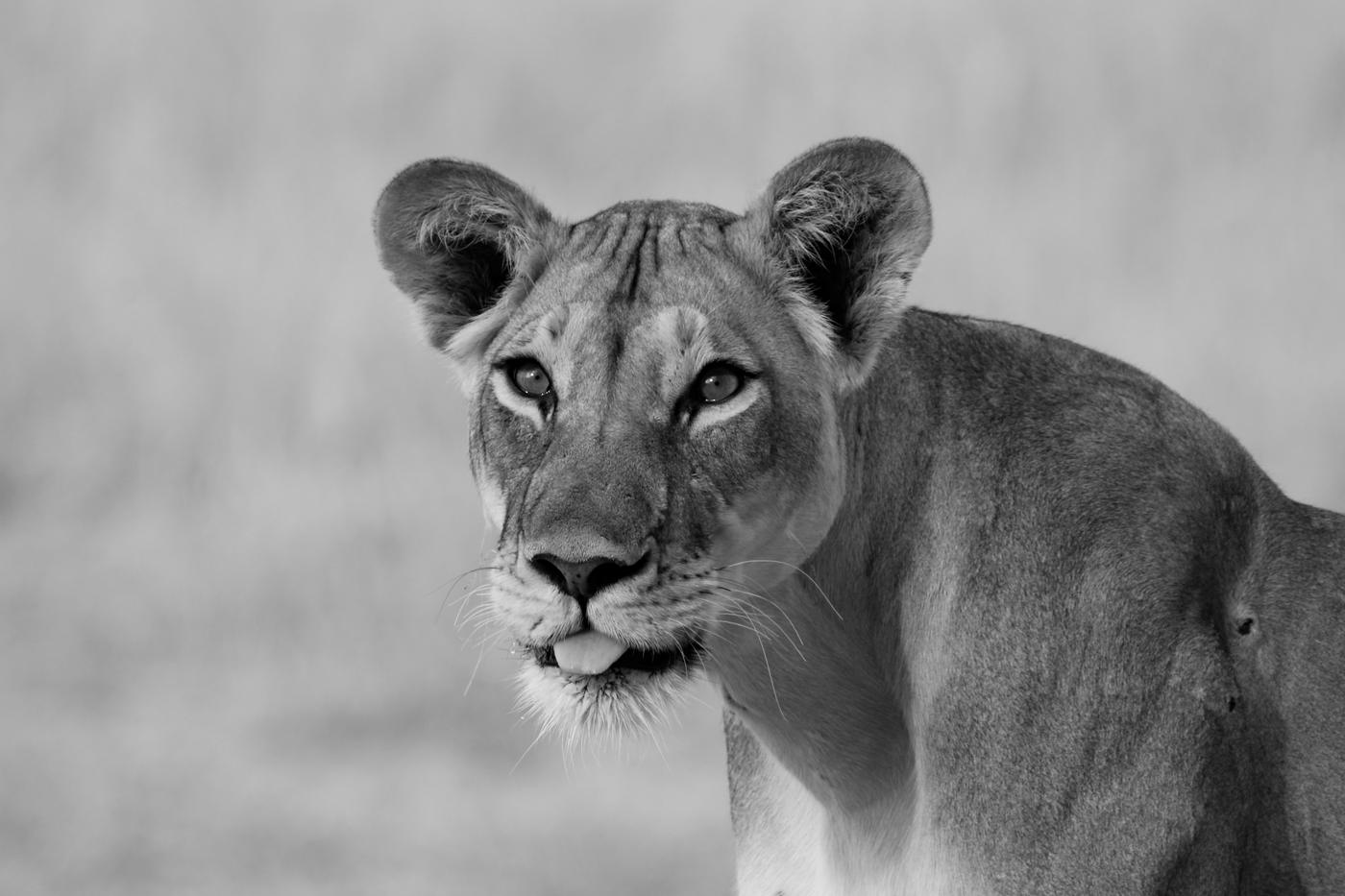 Wildlife photograph, Meerkat Photography