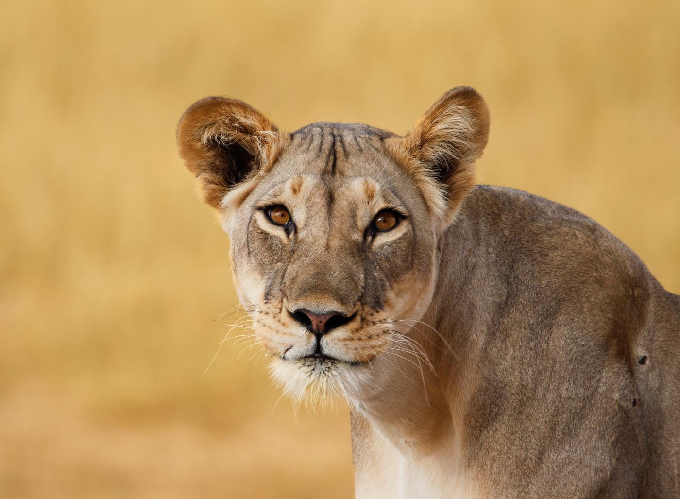 Wildlife photograph, Meerkat Photography