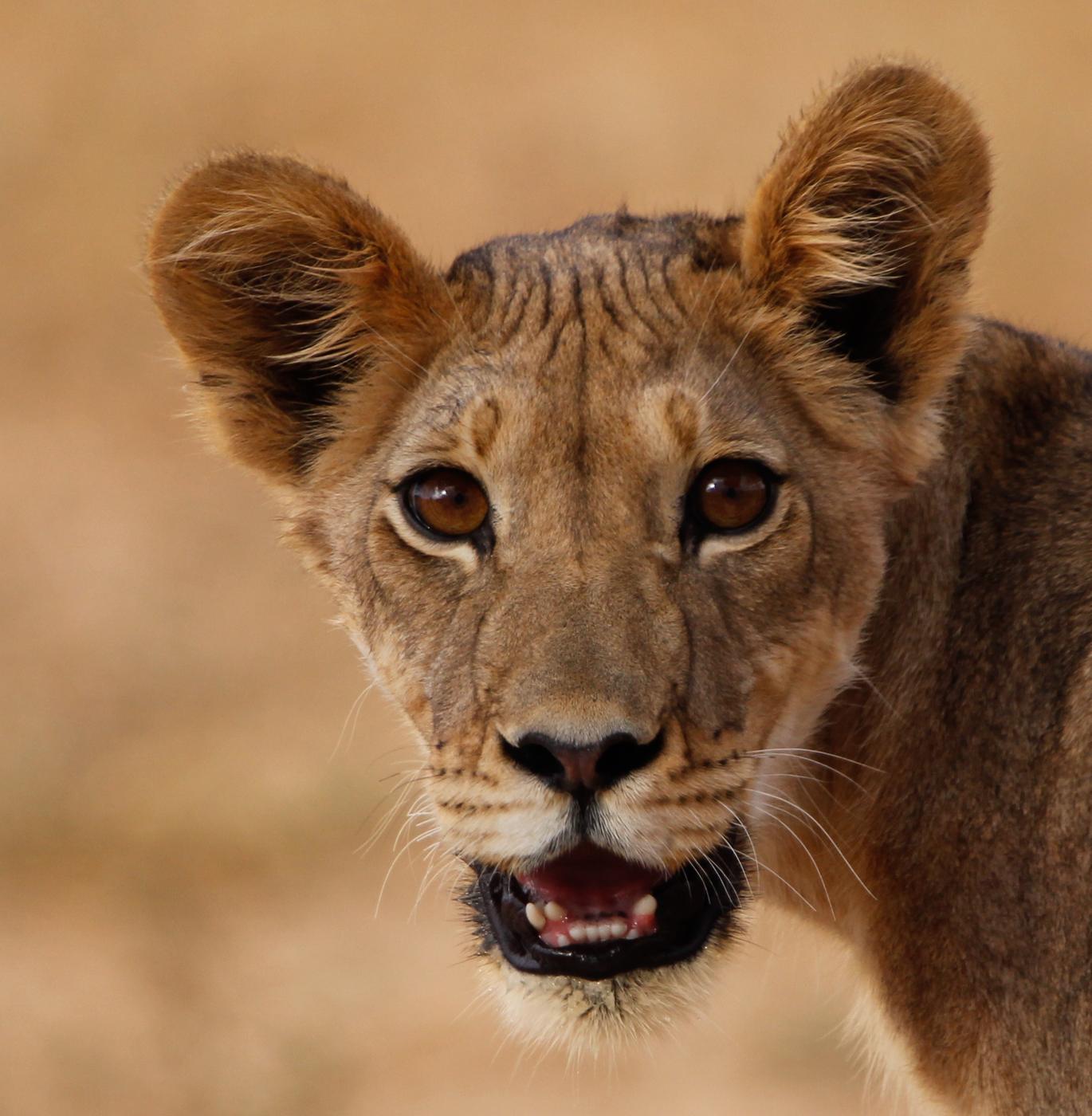 Wildlife photograph, Meerkat Photography