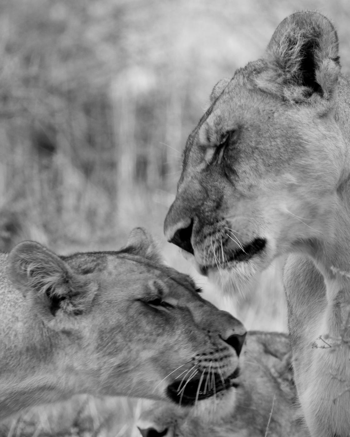 Wildlife photograph, Meerkat Photography