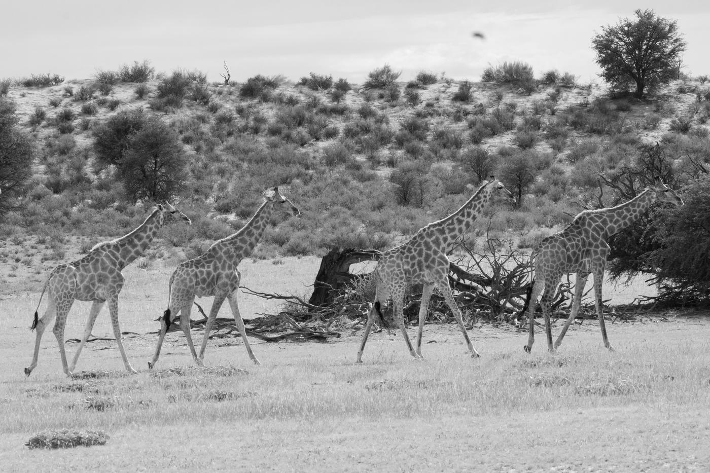 Wildlife photograph, Meerkat Photography