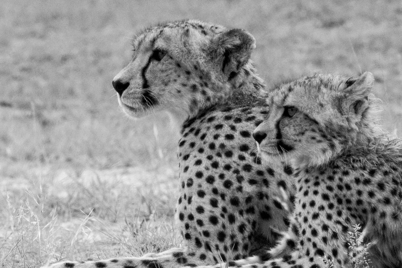 Wildlife photograph, Meerkat Photography