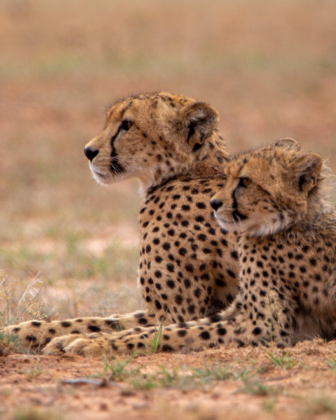 Wildlife photograph, Meerkat Photography