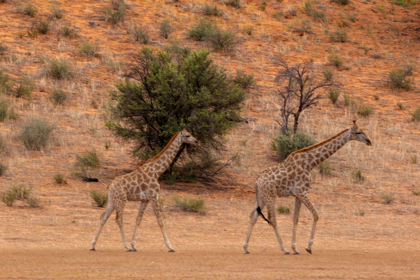 Wildlife photograph, Meerkat Photography
