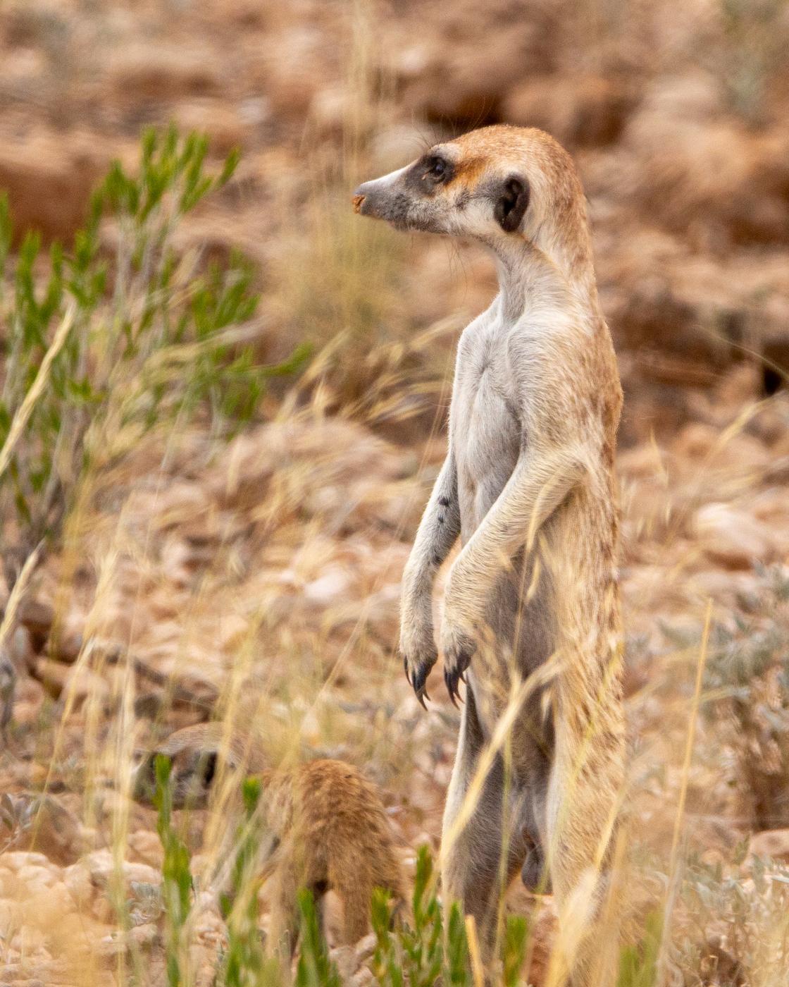Wildlife photograph, Meerkat Photography