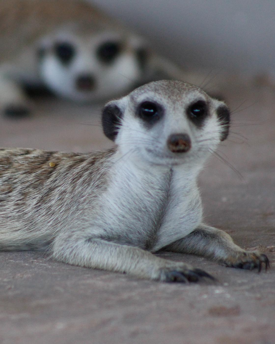 Wildlife photograph, Meerkat Photography