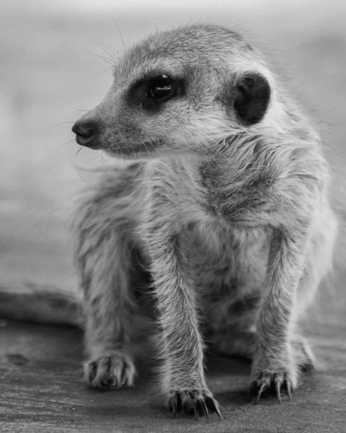 Wildlife photograph, Meerkat Photography