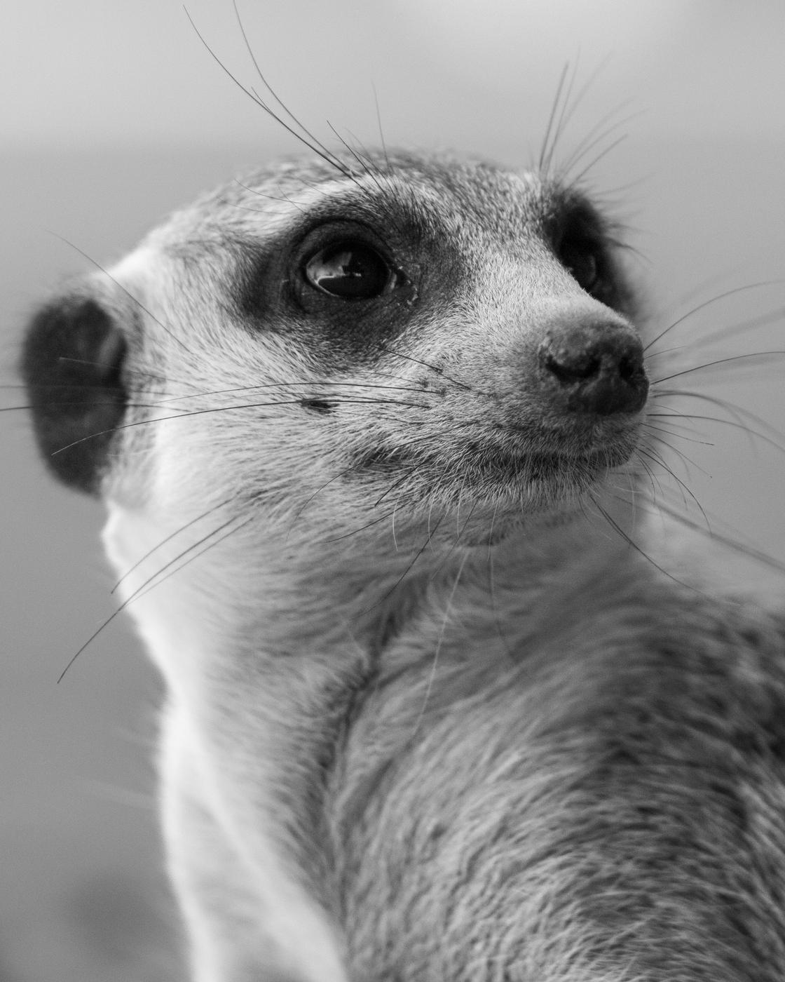 Wildlife photograph, Meerkat Photography