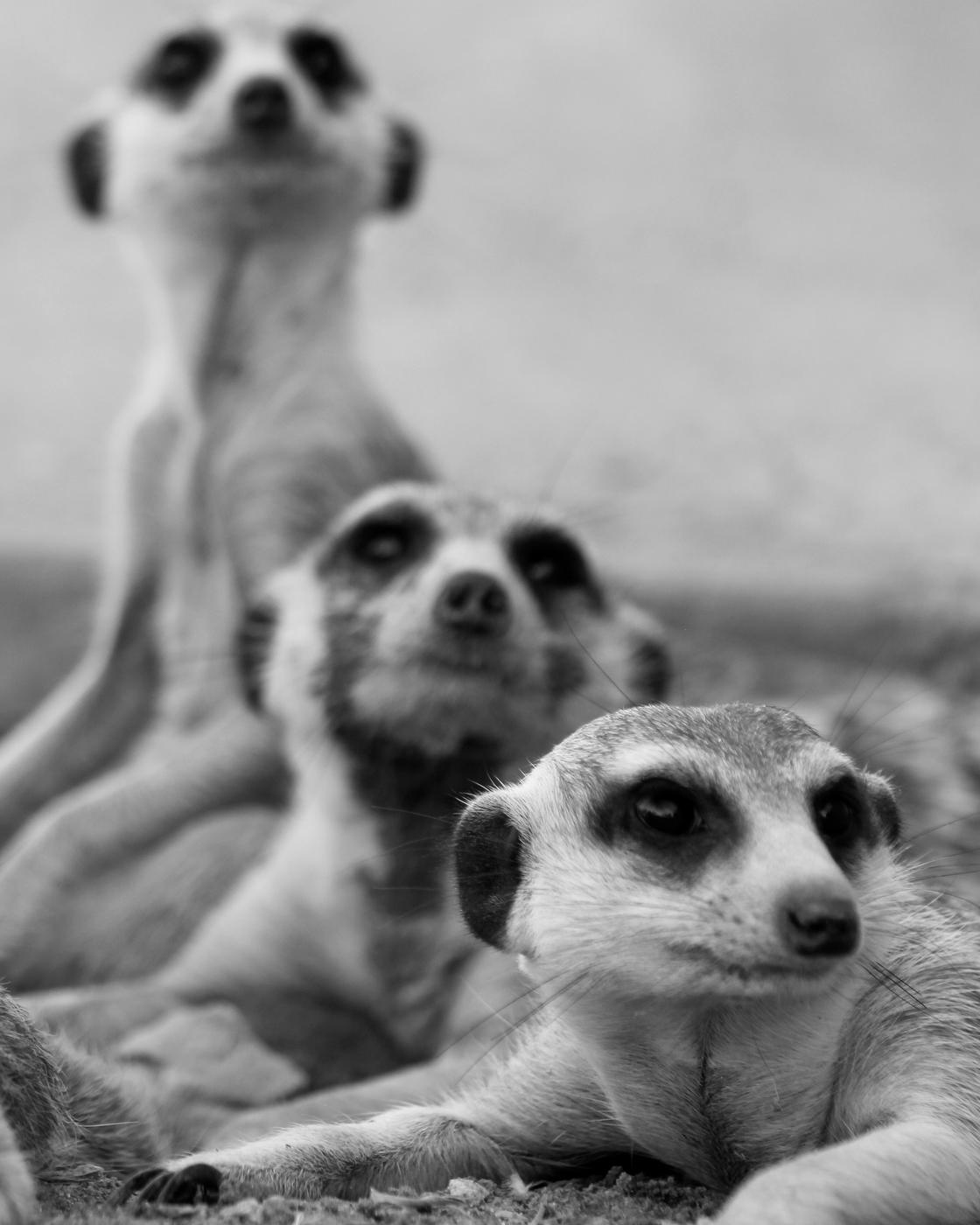 Wildlife photograph, Meerkat Photography