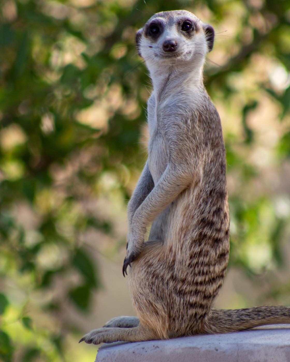 Wildlife photograph, Meerkat Photography