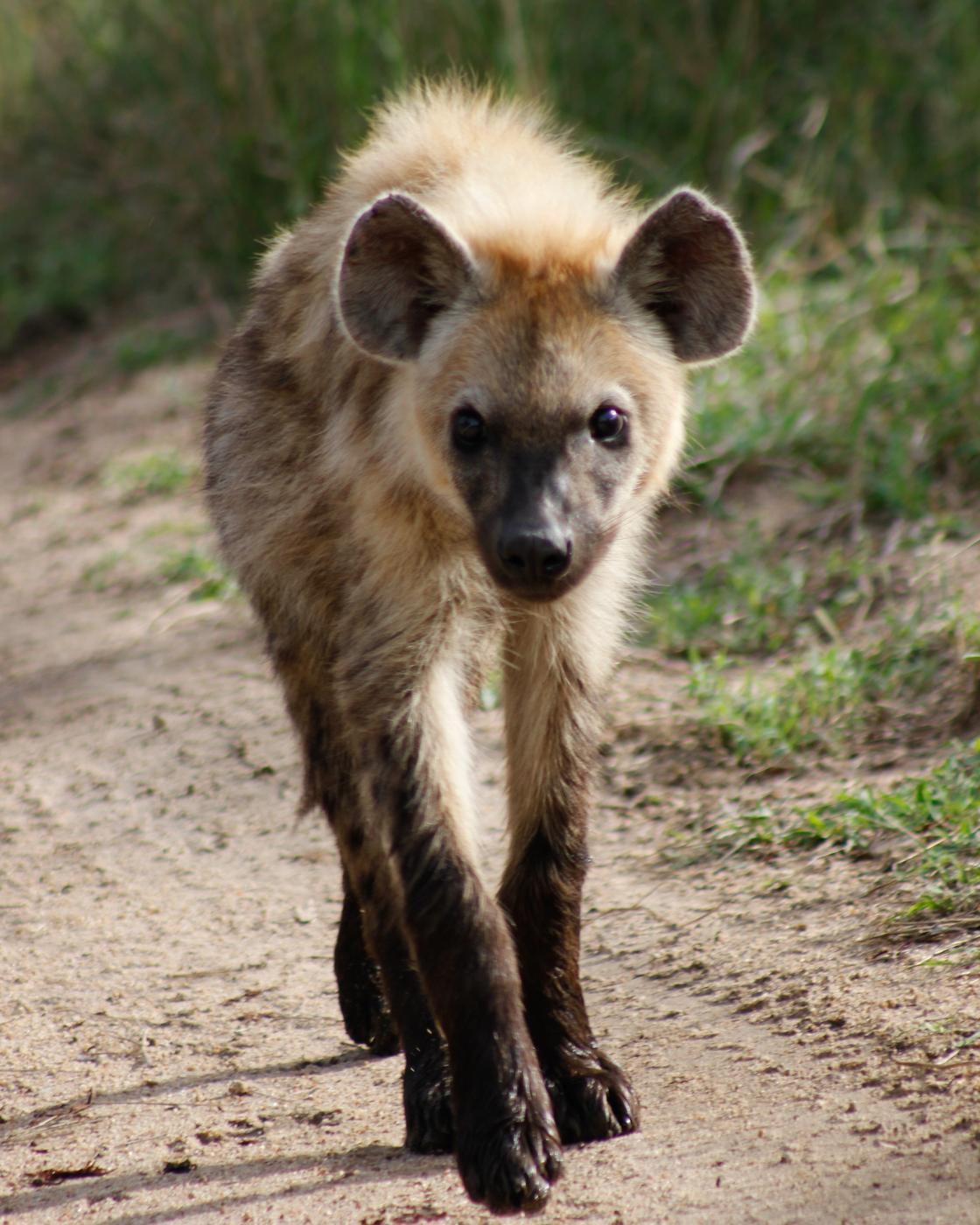 Wildlife photograph, Meerkat Photography