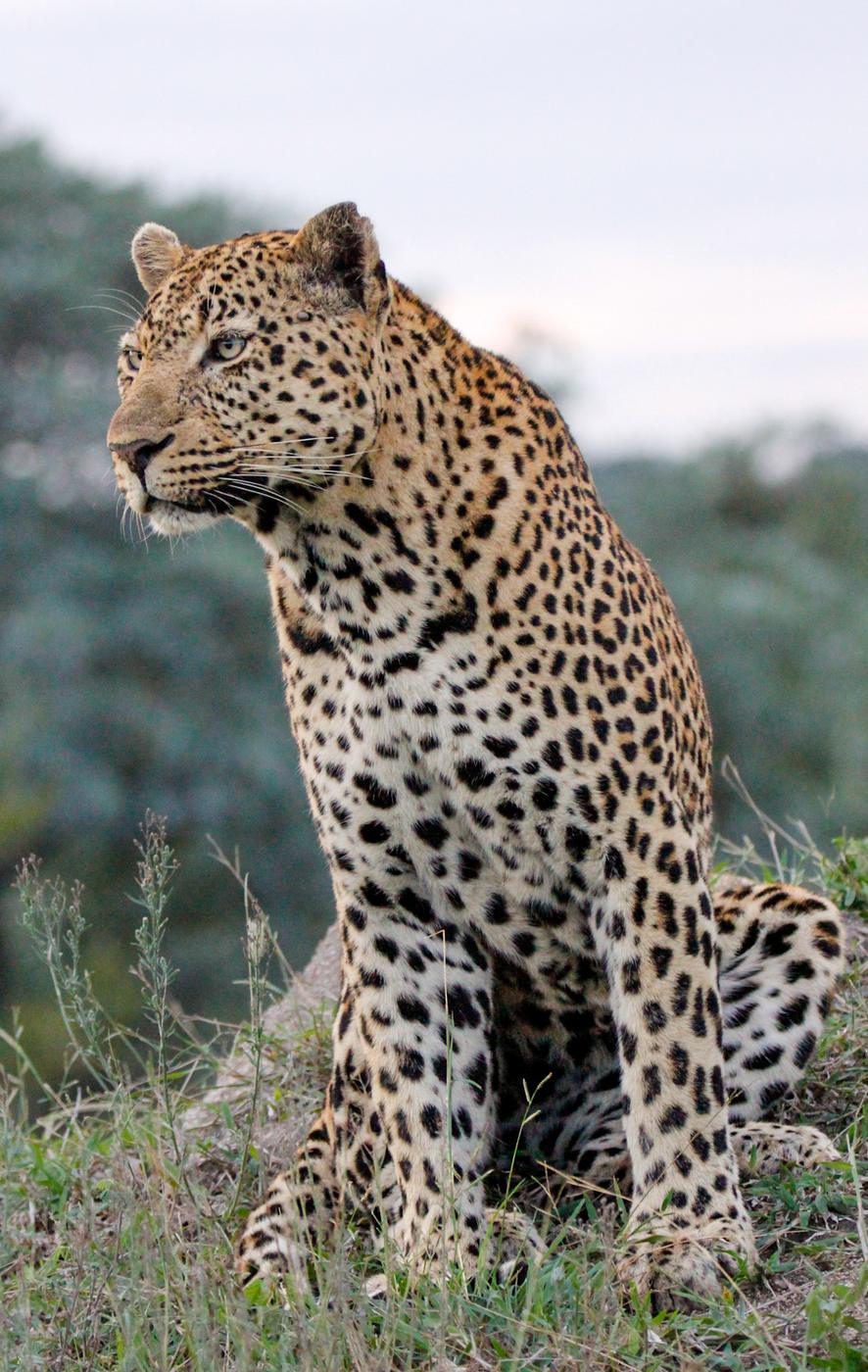 Wildlife photograph, Meerkat Photography