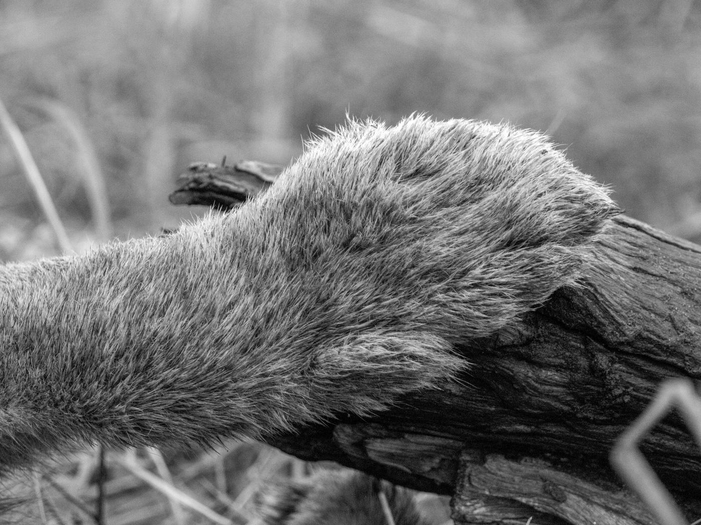 Wildlife photograph, Meerkat Photography