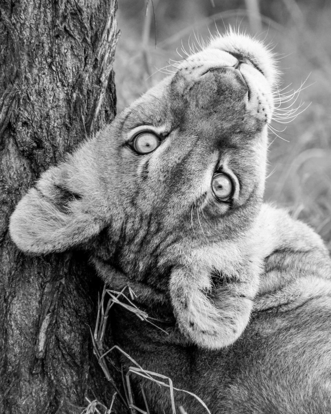 Wildlife photograph, Meerkat Photography