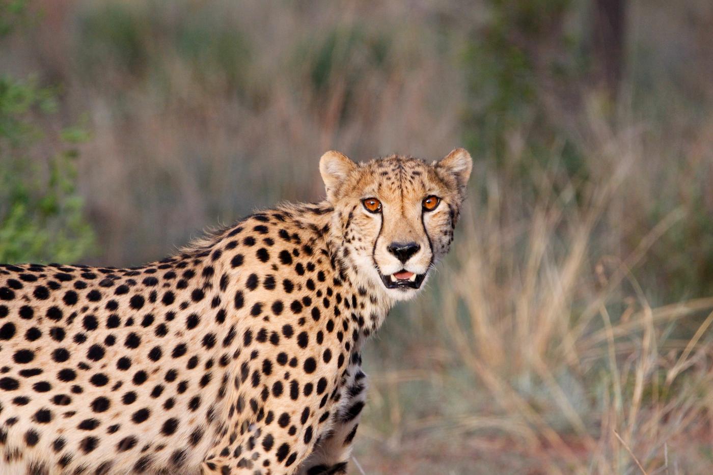 Wildlife photograph, Meerkat Photography