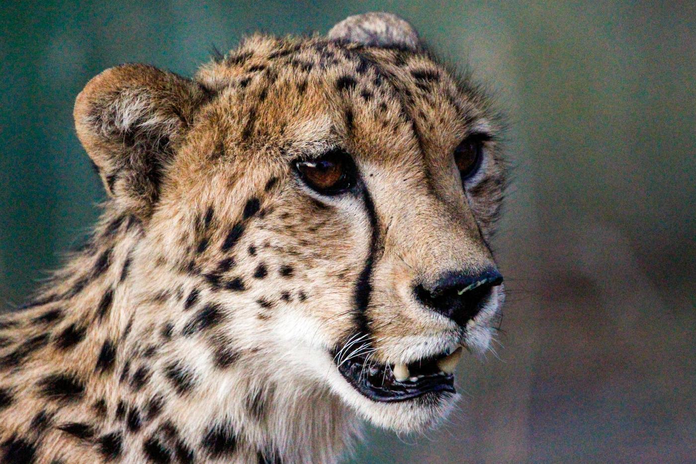 Wildlife photograph, Meerkat Photography