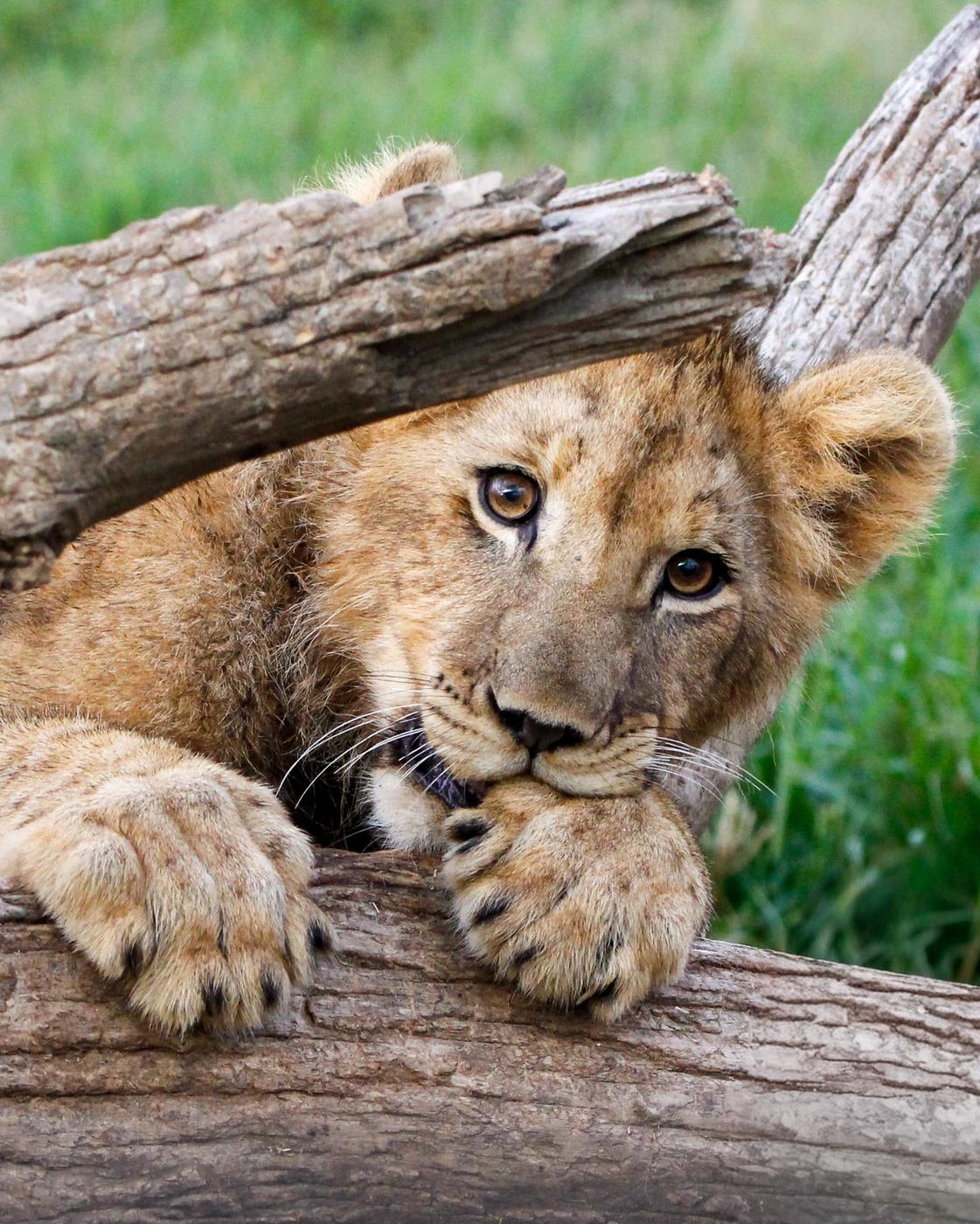 Wildlife photograph, Meerkat Photography