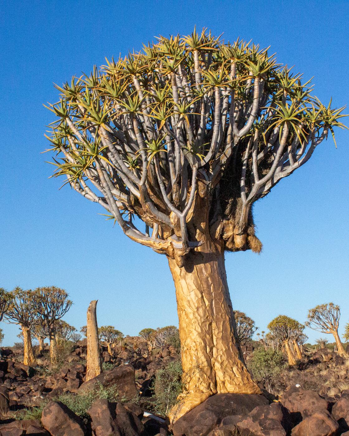 Wildlife photograph, Meerkat Photography