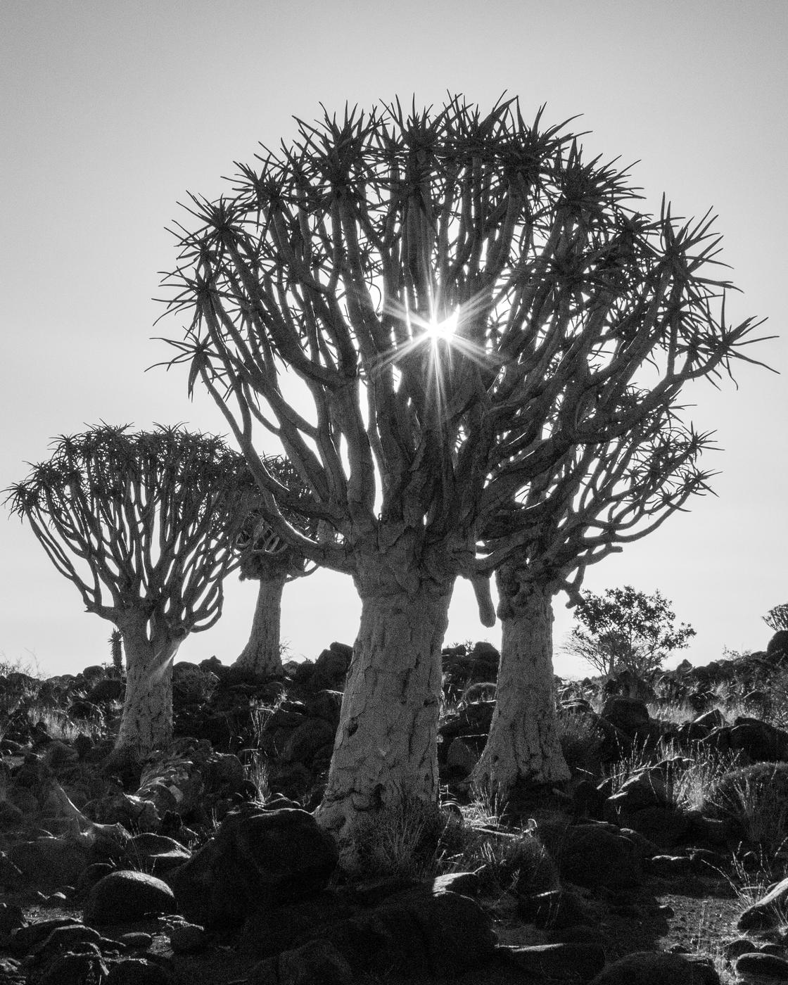 Wildlife photograph, Meerkat Photography