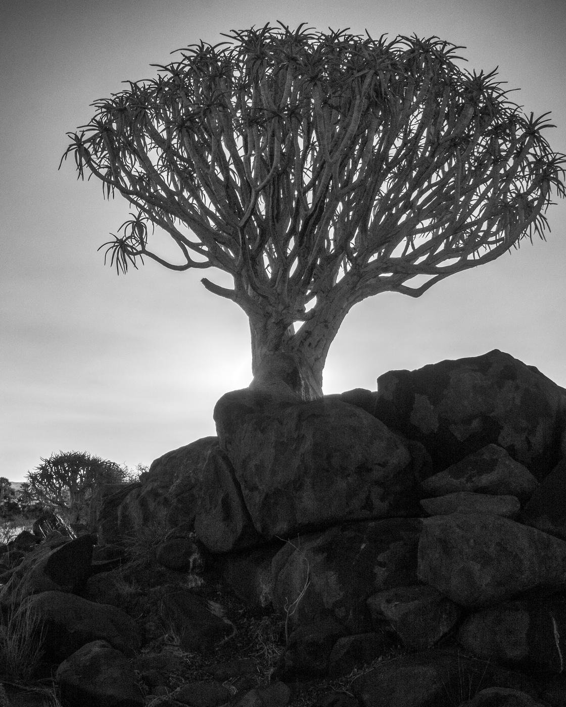 Wildlife photograph, Meerkat Photography