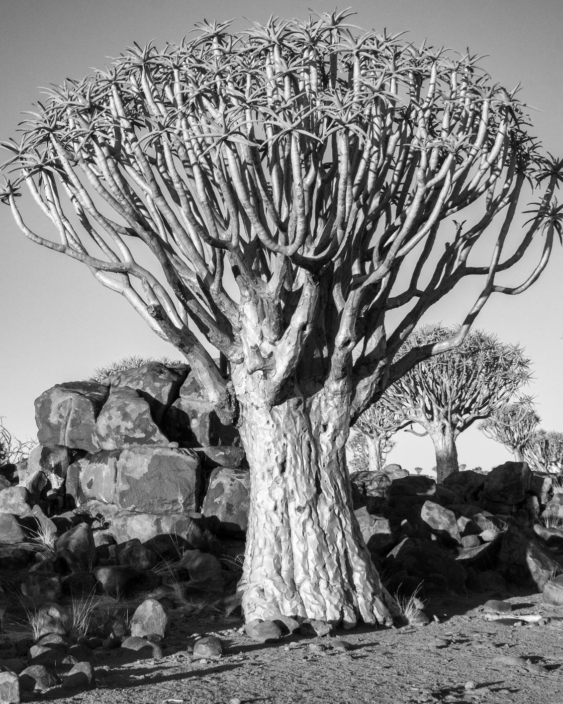 Wildlife photograph, Meerkat Photography