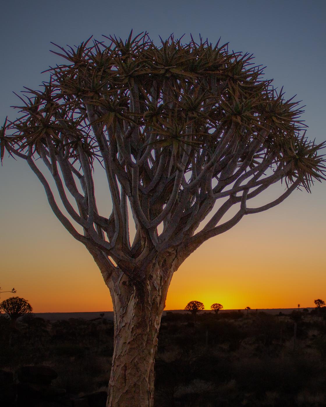 Wildlife photograph, Meerkat Photography