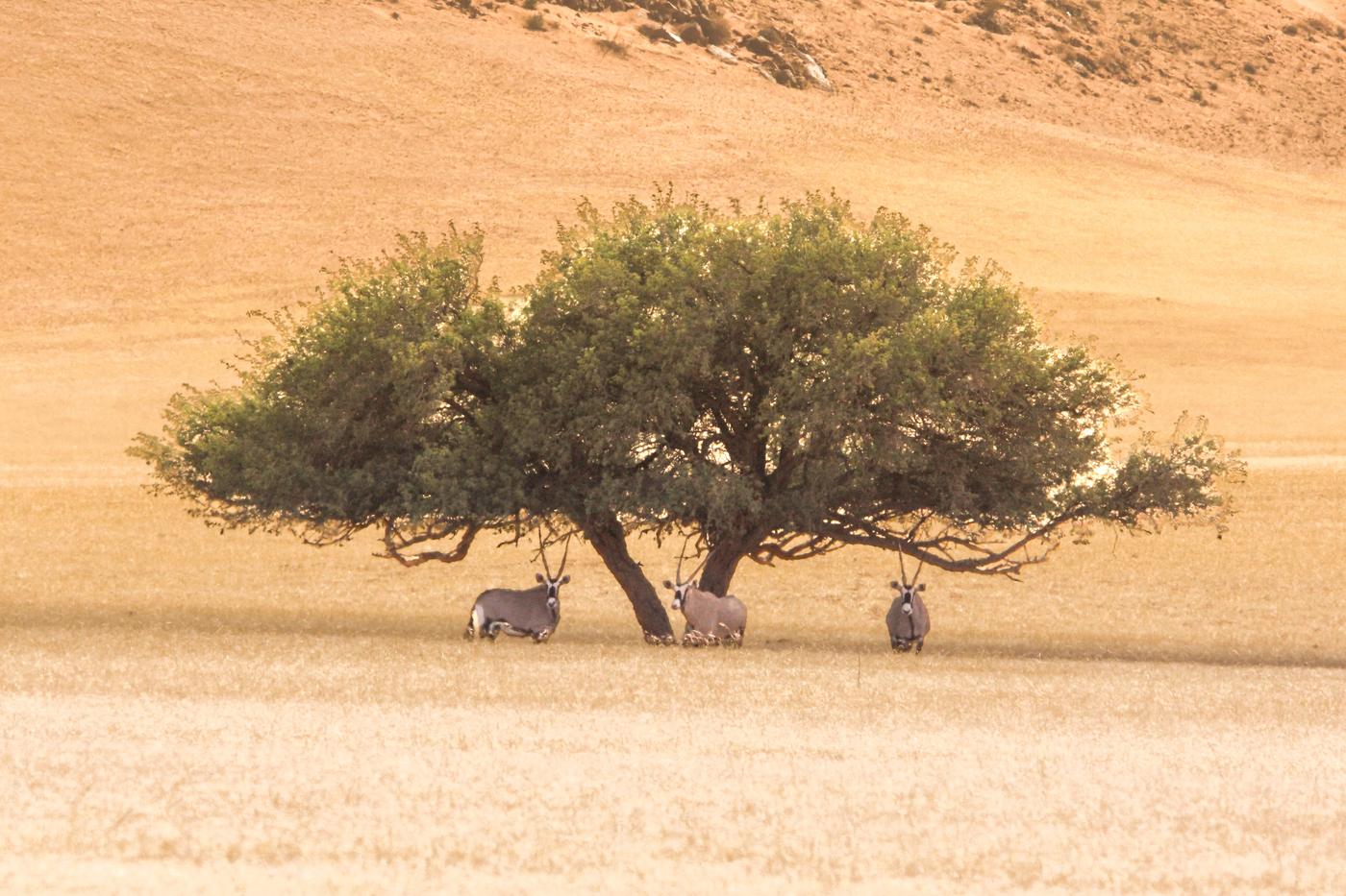 Wildlife photograph, Meerkat Photography