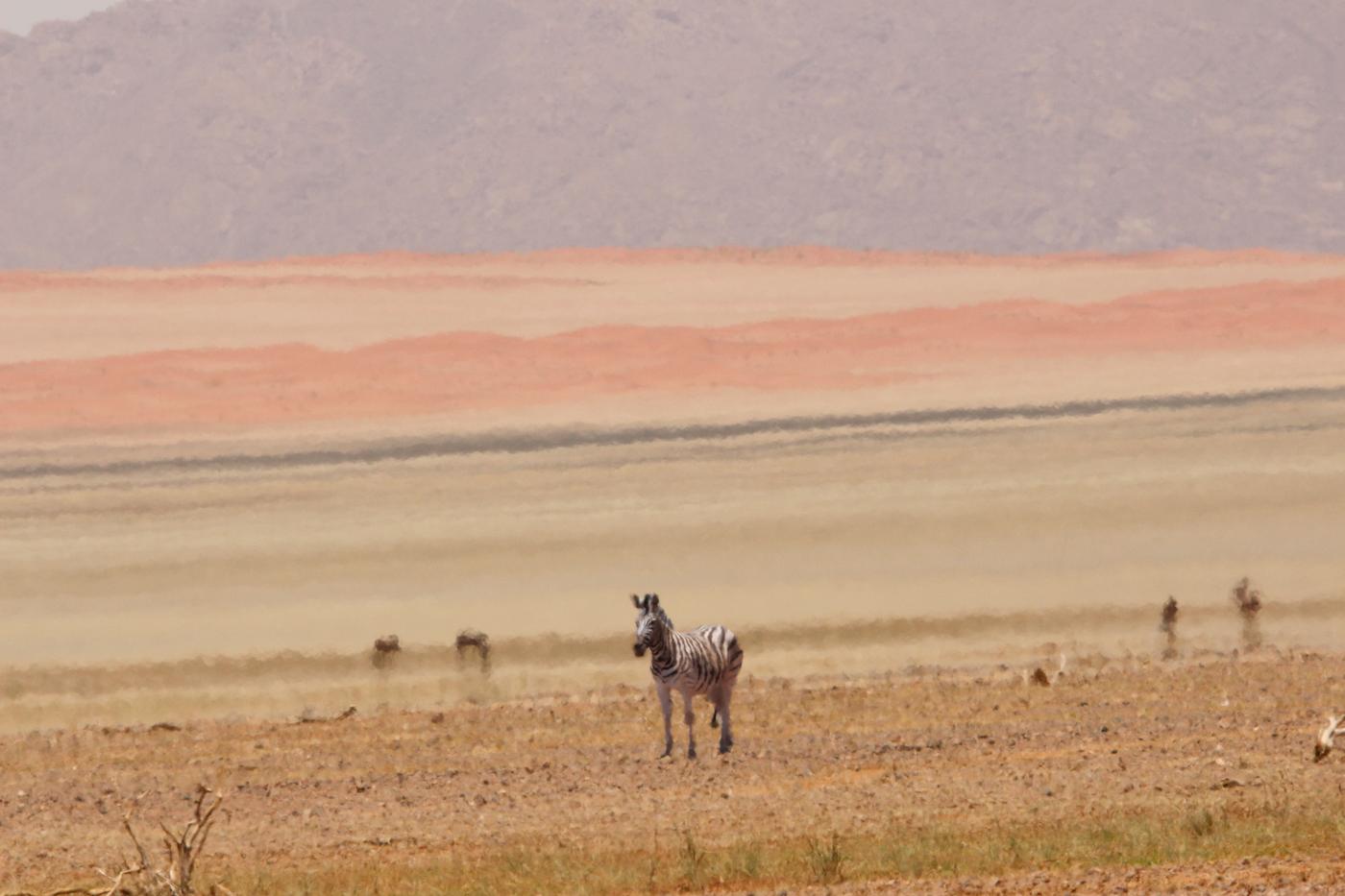 Wildlife photograph, Meerkat Photography