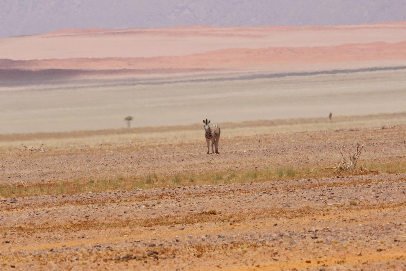 Wildlife photograph, Meerkat Photography