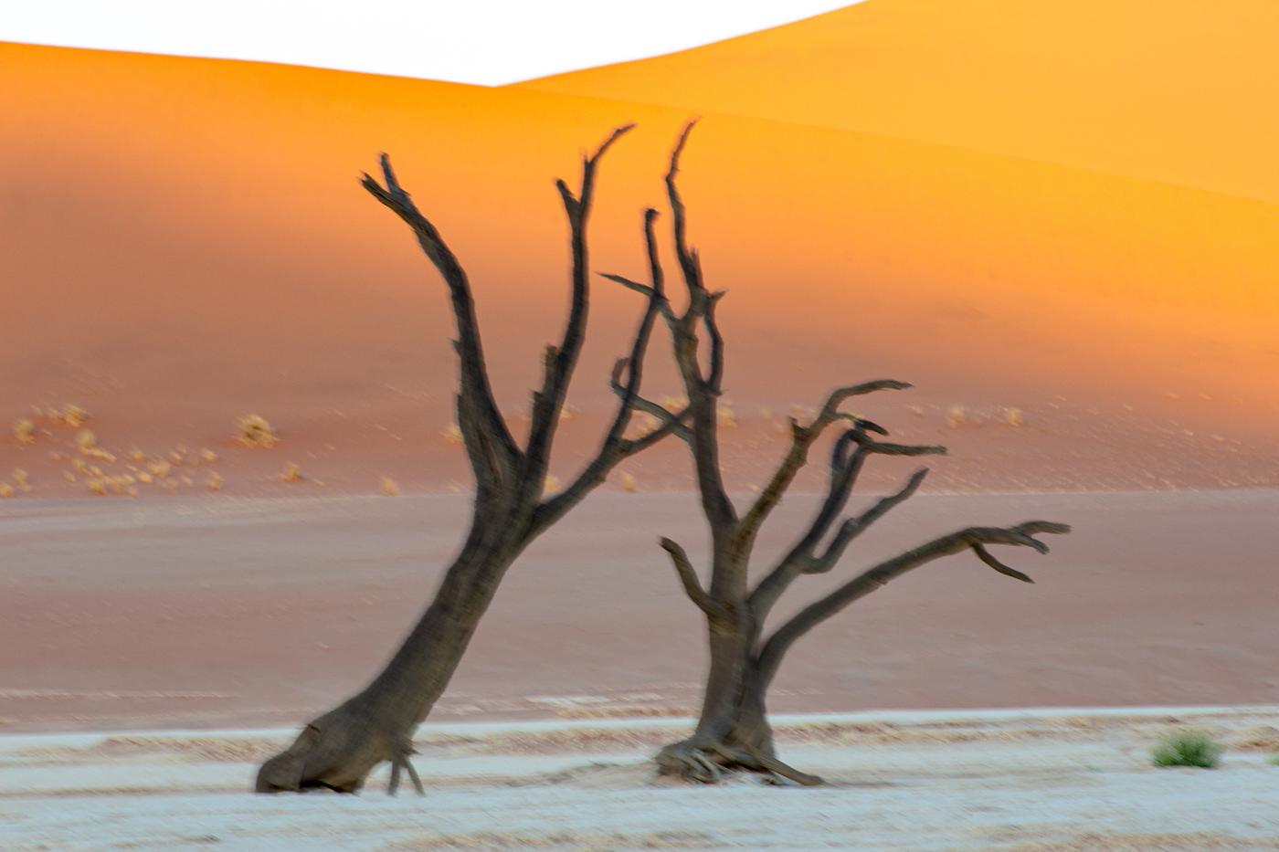Wildlife photograph, Meerkat Photography