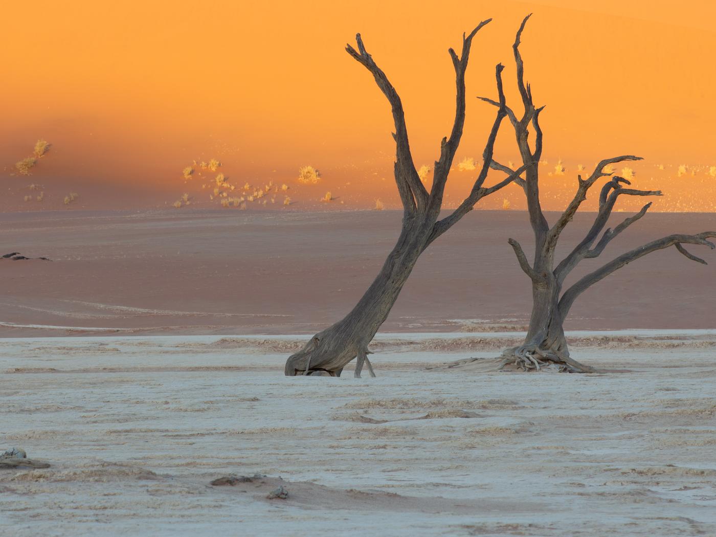 Wildlife photograph, Meerkat Photography