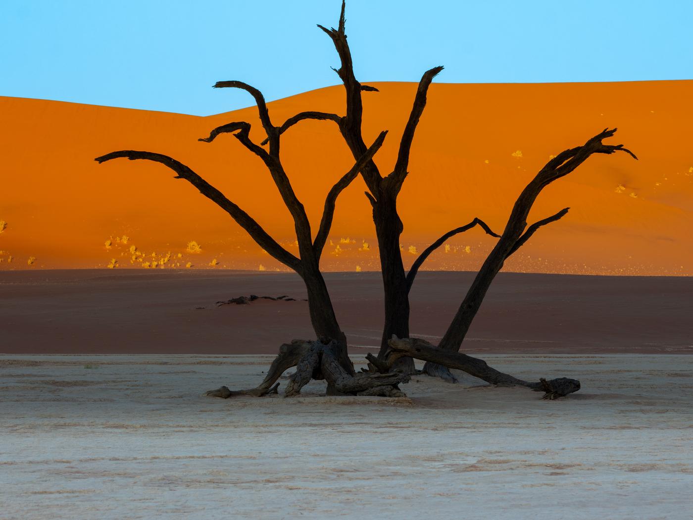Wildlife photograph, Meerkat Photography