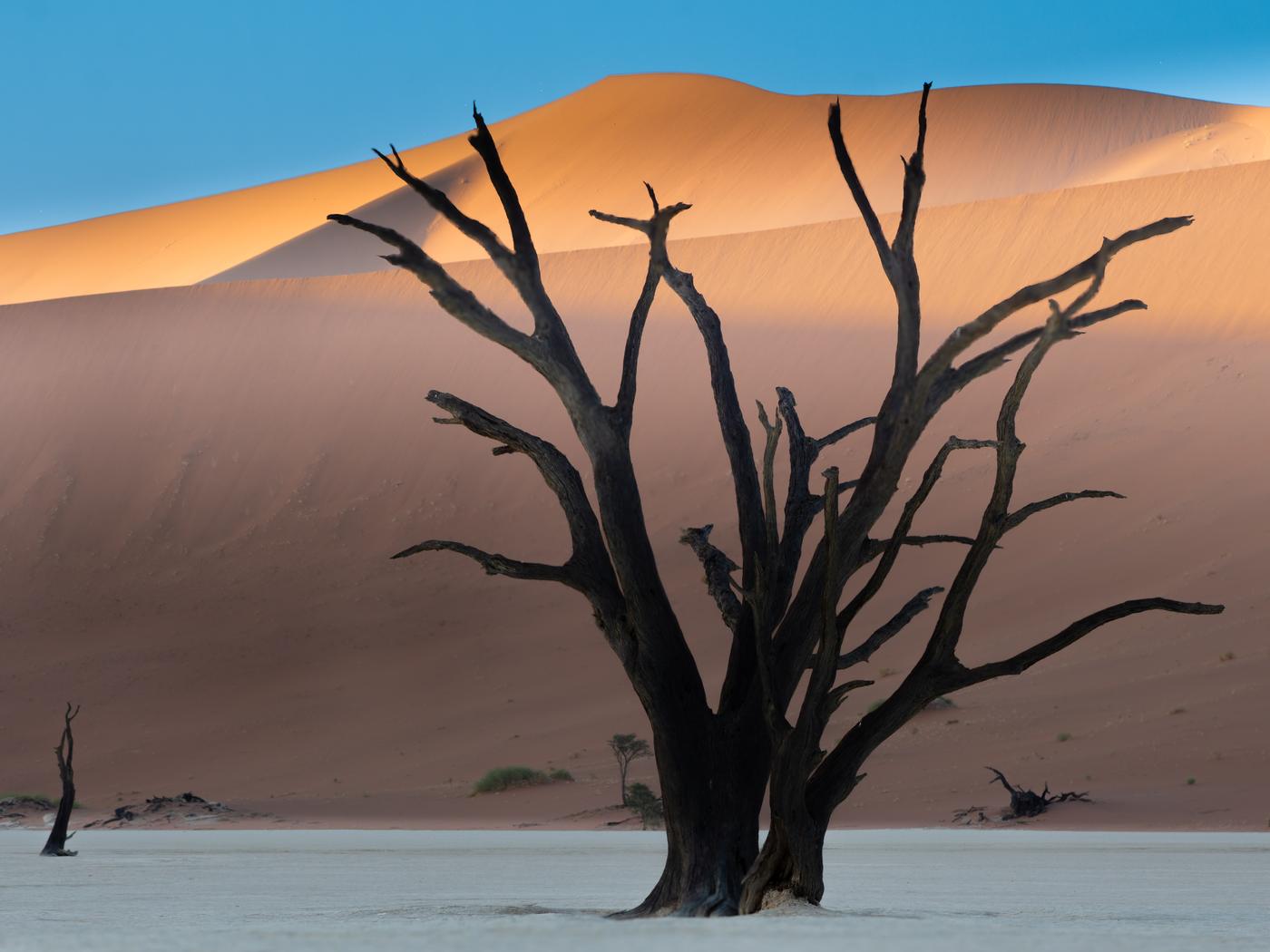 Wildlife photograph, Meerkat Photography