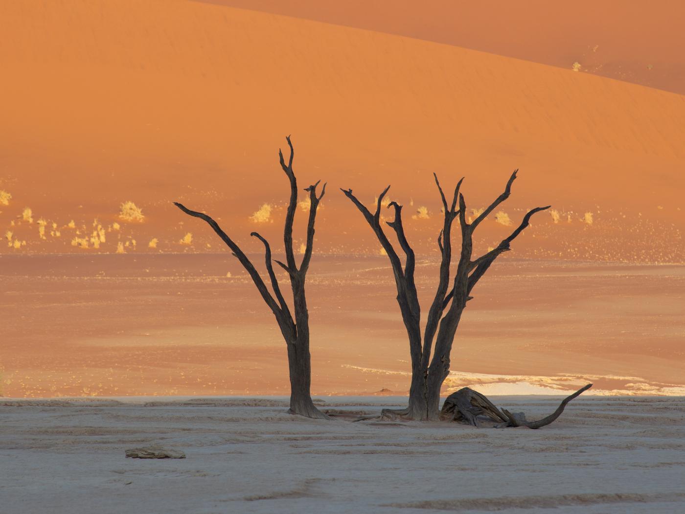Wildlife photograph, Meerkat Photography