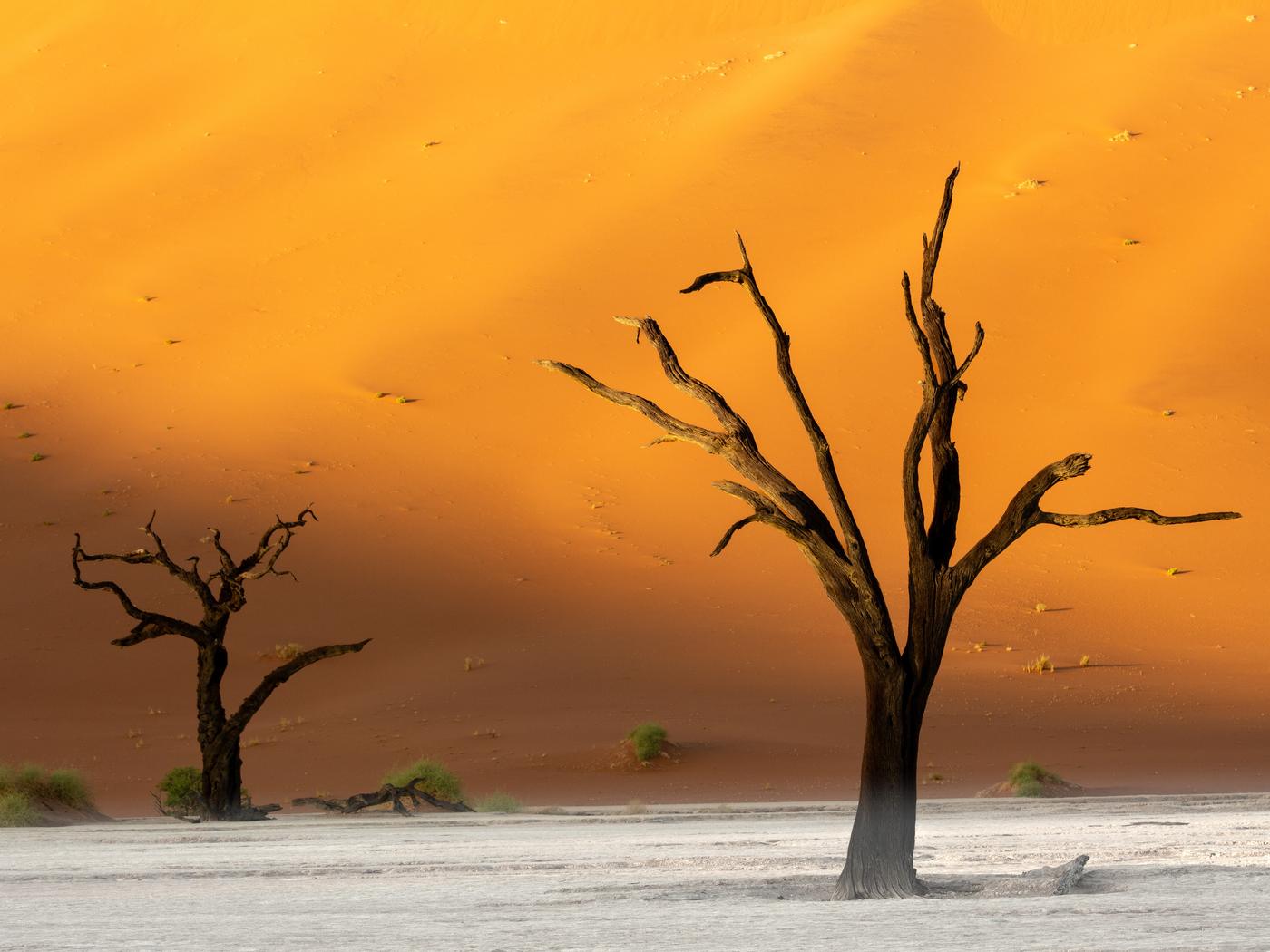 Wildlife photograph, Meerkat Photography