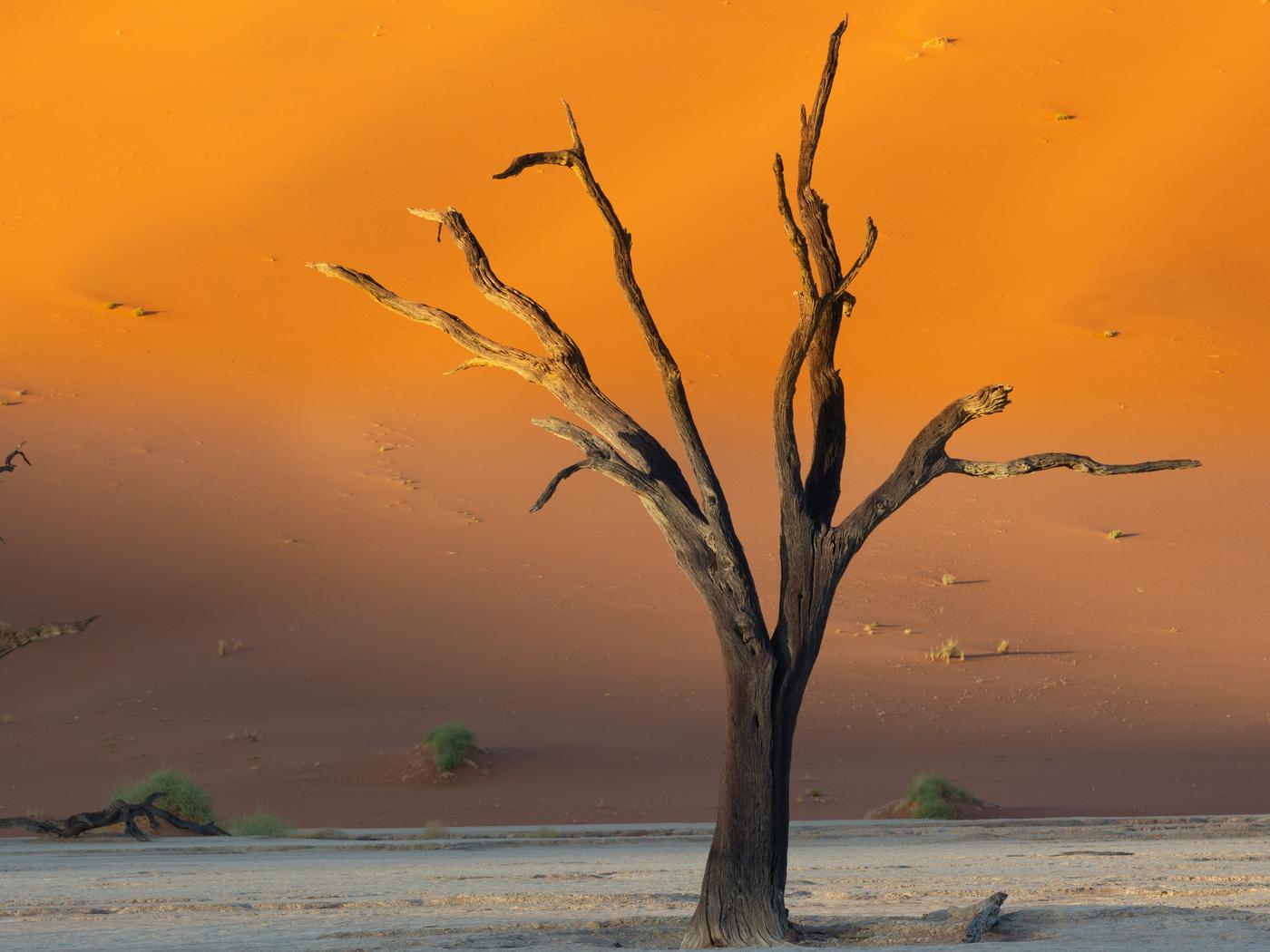 Wildlife photograph, Meerkat Photography
