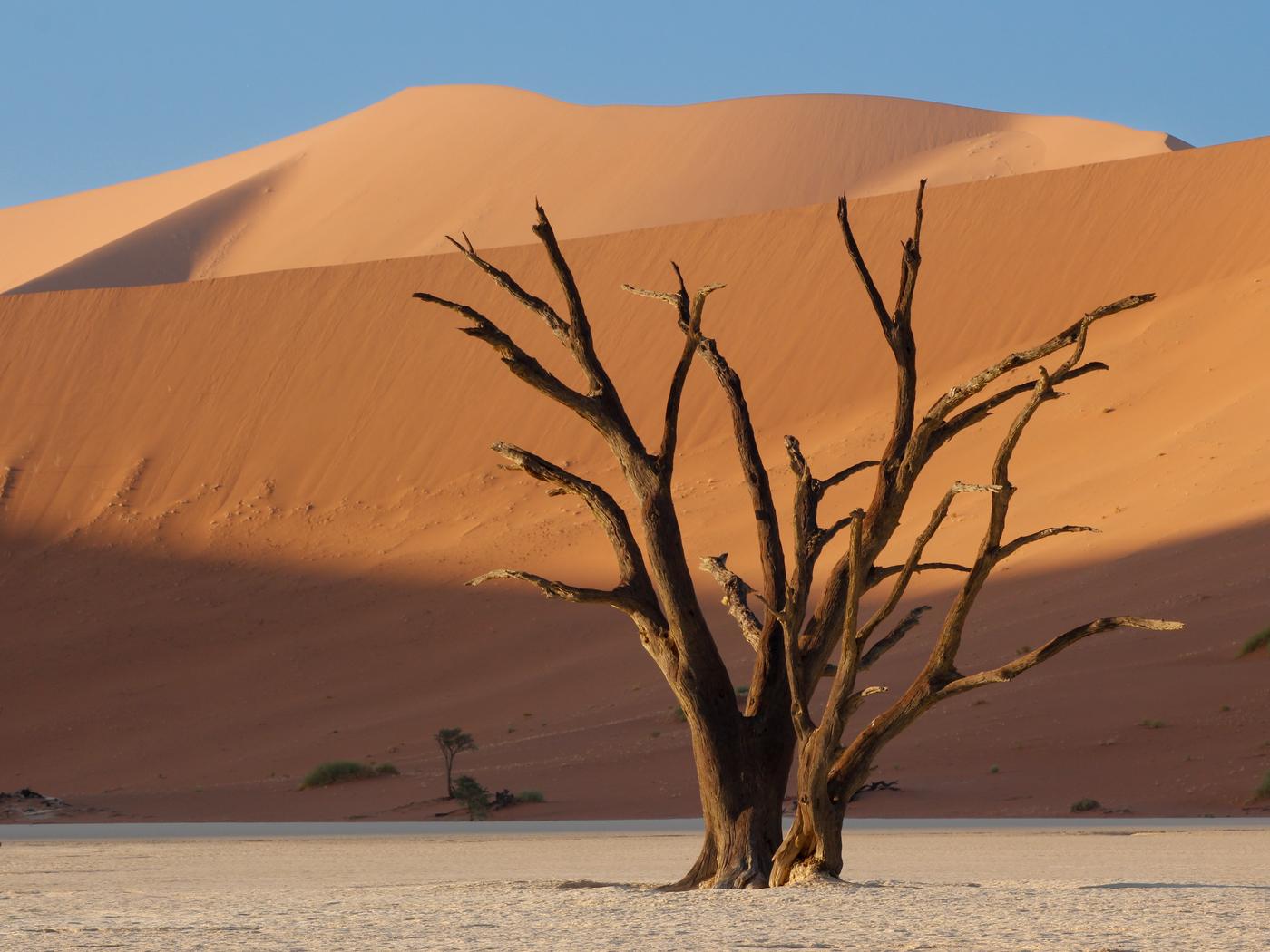 Wildlife photograph, Meerkat Photography