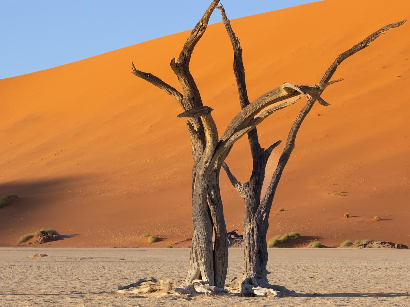 Wildlife photograph, Meerkat Photography