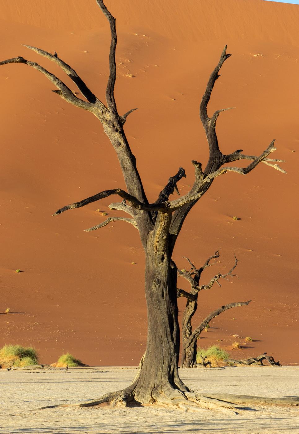 Wildlife photograph, Meerkat Photography