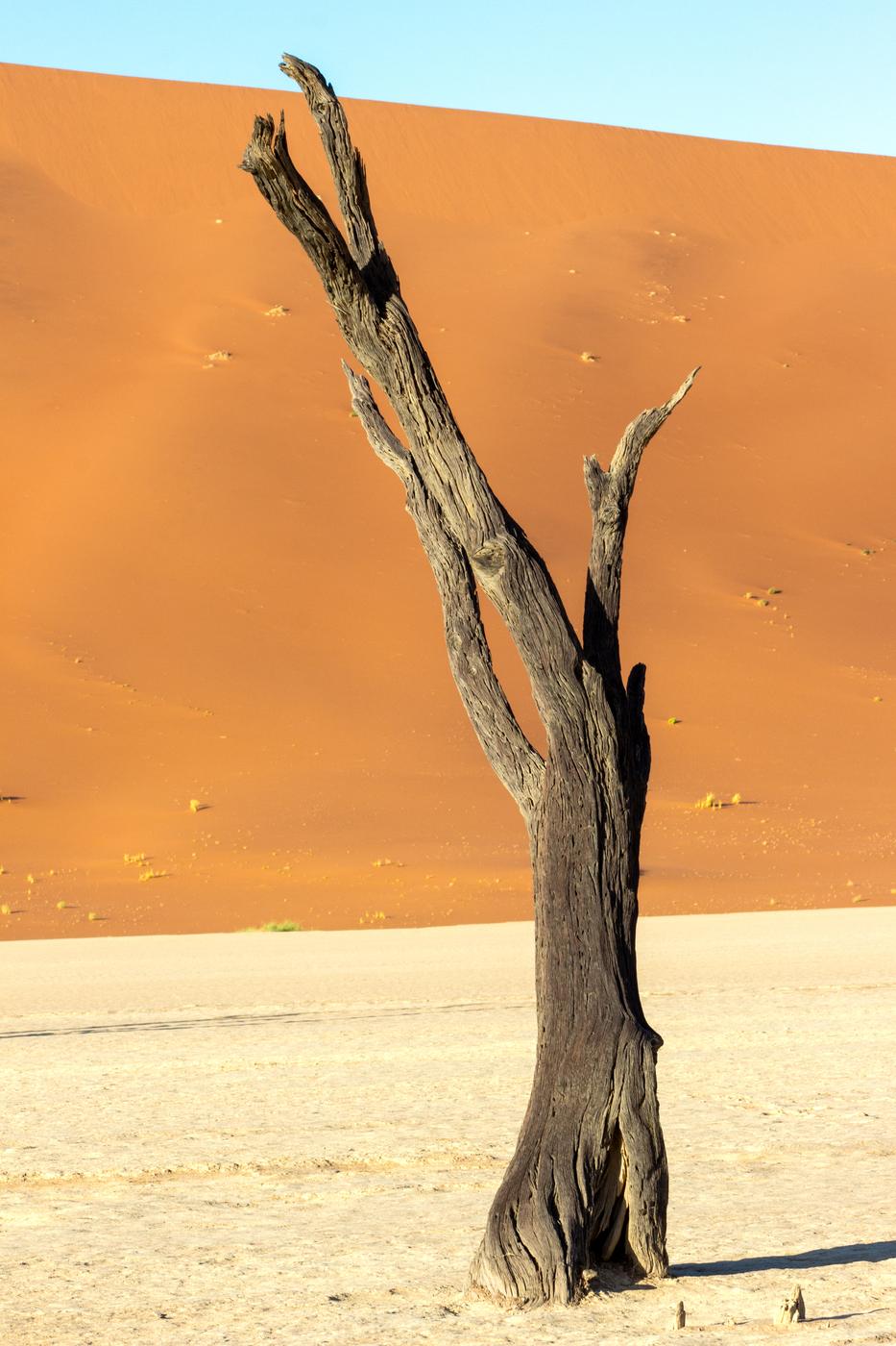 Wildlife photograph, Meerkat Photography