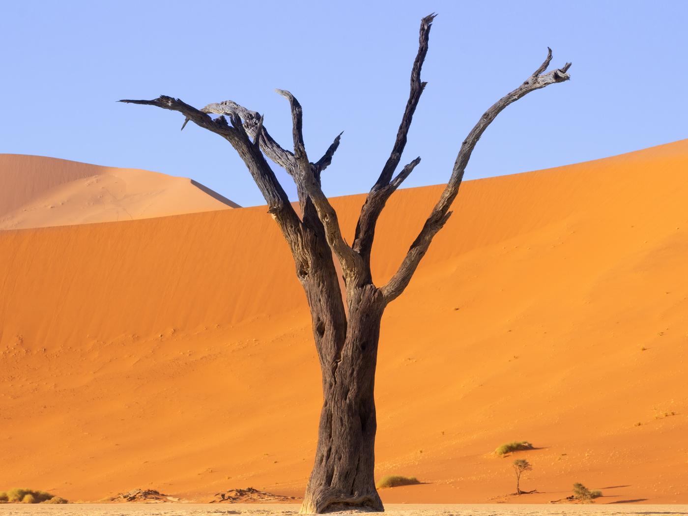 Wildlife photograph, Meerkat Photography