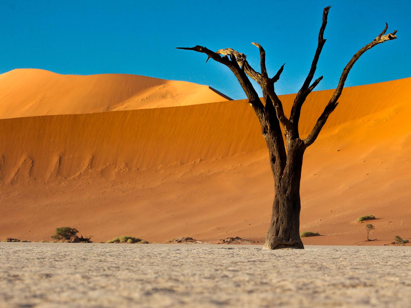 Wildlife photograph, Meerkat Photography