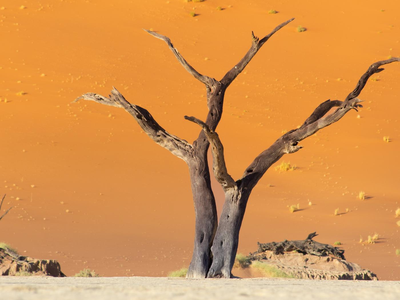 Wildlife photograph, Meerkat Photography